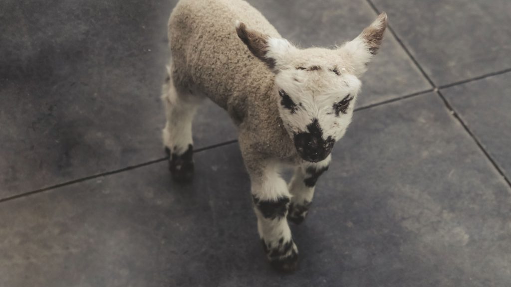 A small, fluffy lamb with black markings on its face and legs stands on a tiled floor, looking up. The tiles appear dark gray and have a slightly worn texture. The lamb's wool is predominantly light-colored, contrasting with the dark tile.